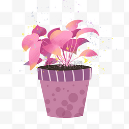 唯美的粉色植物盆栽