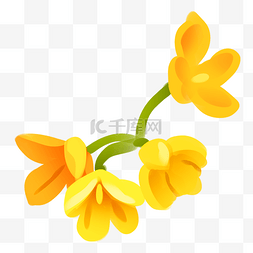 黄色桂花植物