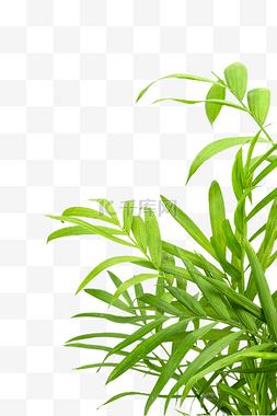 热带植物散尾葵
