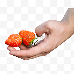 新鲜草莓采摘图片_采摘红草莓手拿草莓