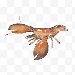 水彩小动物图片_水彩海洋动物大龙虾小龙虾