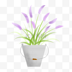 紫色小花盆栽图片_紫色小花盆栽 