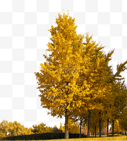 秋季银杏树风光