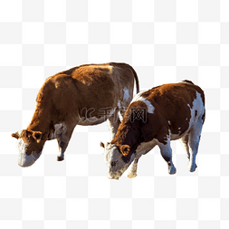低头图片_低头吃草的牛