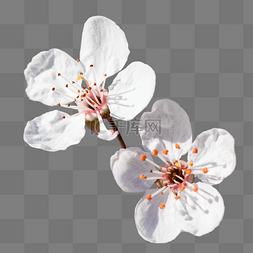 梅花图片_梅花腊梅植物花朵