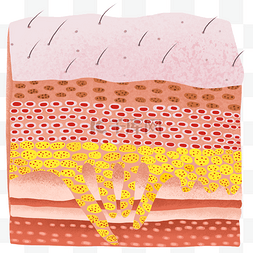 细胞皮肤图片_皮肤毛囊细胞脂肪