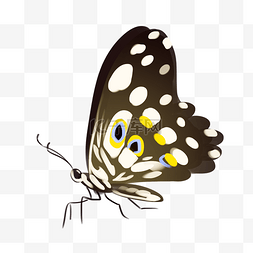 可爱昆虫插画图片_黑黄色蝴蝶装饰插画