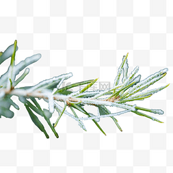 霜降落霜植物