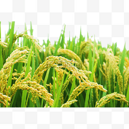 秋天稻田中的水稻