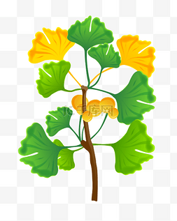 果实的叶子图片_绿色的银杏树