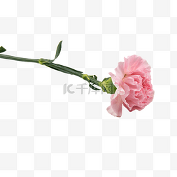 一朵康乃馨花束图片_粉红色康乃馨
