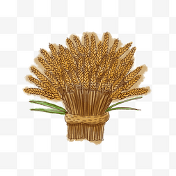 丰收农作物小麦