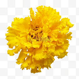 黄色康乃馨