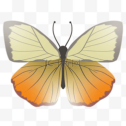 一只漂亮的蝴蝶插图