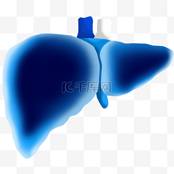人体器官组织图片_人体器官肝脏