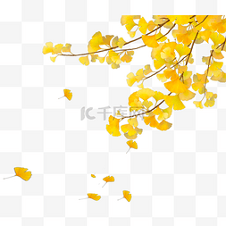 秋日植物图片_银杏叶树木