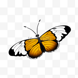 黄白色蝴蝶 