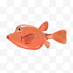 红色鱼类图片_红色鱼类图案