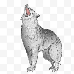 动物吼叫图片_吼叫灰色恶狼