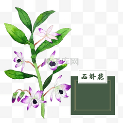 车载香氛器图片_花类中草药石斛花水彩