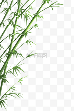 绿色植物竹子