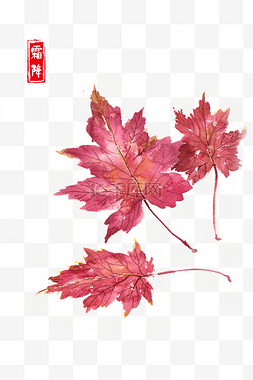 水彩红色叶子图片_霜降红色的枫叶