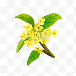 黄色桂花