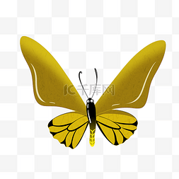 黄色的蝴蝶插画