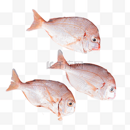 新鲜海鲜红立鱼