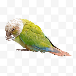绿色翅膀鹦鹉