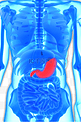 人体器官内脏之胃部