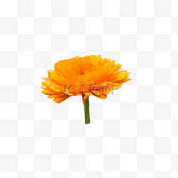 橘黄色野菊花