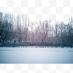 地面积雪图片_没有树叶冬天的树林