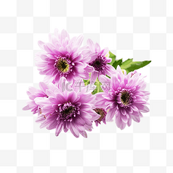 紫色菊花png图片_紫色菊花鲜花