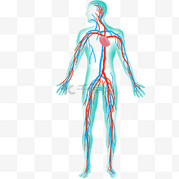 人体循环循环图片_人体四肢器官