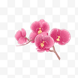 蝴蝶兰粉红色花朵