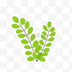 绿色叶子手绘水彩图片_绿色植物叶子手绘水彩风槐树叶透