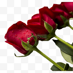 花瓣露珠图片_一排带露珠的红玫瑰