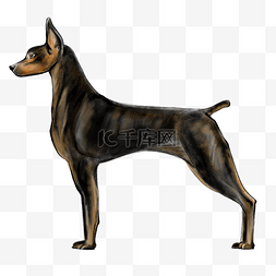 杜宾犬动物插画
