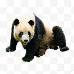 稀有动物大熊猫
