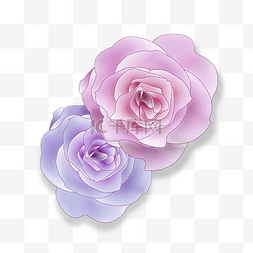 高贵紫色图片_紫色和粉色的玫瑰