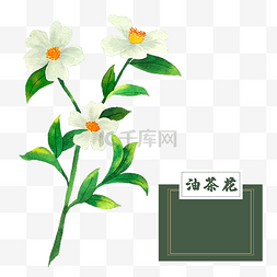 香氛精油图片_花类中草药油茶花水彩