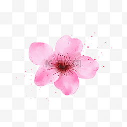 一朵粉红色的桃花