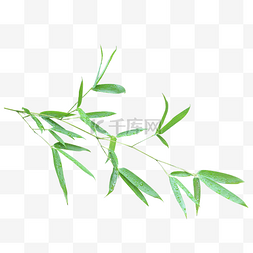 绿色竹子叶