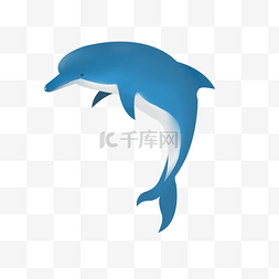 跳跃海豚图片_海洋生物跳跃海豚