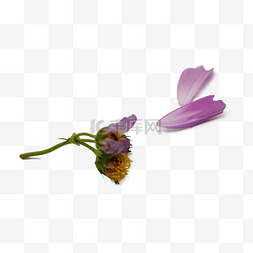波斯菊和花瓣