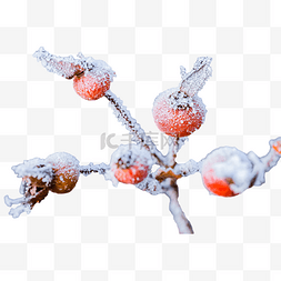 落满小雪的成片红色野果