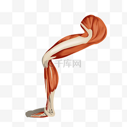 肌肉人体图片_人体腿部肌肉