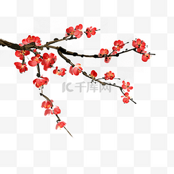 红色花卉装饰图片_中国风水墨梅花插画