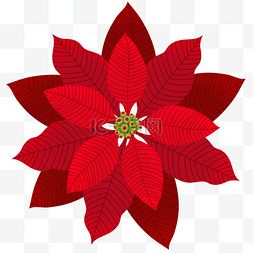 圣诞装饰花图片_红色装饰一品红花朵
